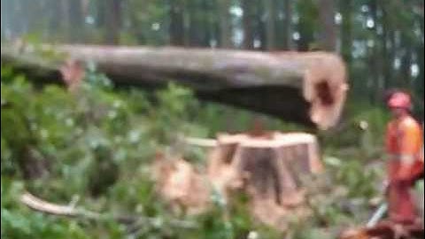 CDK Contracting Ltd. Tree Falling Music Video