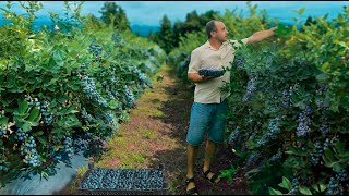 картинка: ГОЛУБИКА. Новые Сорта. История Успеха. Секреты Больших Урожаев.