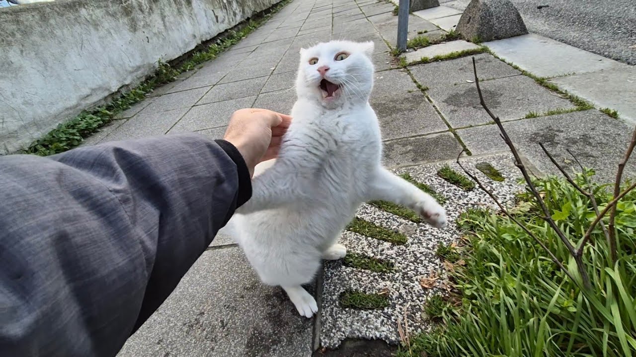 Angry White Cat is very Angry and Grumpy because it met the Other Cat.