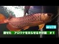 古代魚アロワナ　ワーム　ガツガツ食べます！　太らせるぞ計画＃１　「アクアリウム　餌やり」
