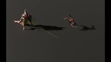 Hydralisk ranged attack animation test