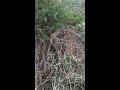 Vídeo: Veículo cai em ribanceira e deixa cinco pessoas feridas na BR-101, próximo ao Tabocal em S. A. de Jesus