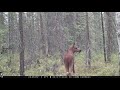 Alaska Trail Cam Video. June 28, 2020