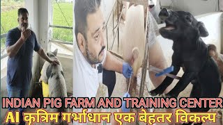 🐖 PIG FARMING 🐖 चलिए समय के साथ वरना रह जाएंगे पीछे #Artificial insemination #कृत्रिम गर्भाधान screenshot 2