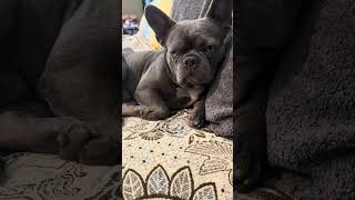 #bluski #frenchbulldog #frenchie #funnydogvideos #frenchiesofyoutube #bestestboy #animals