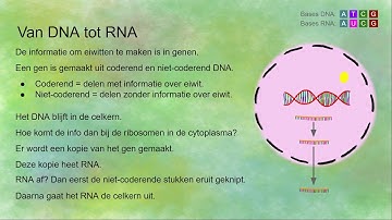 Eiwitsynthese: van DNA naar RNA naar eiwit
