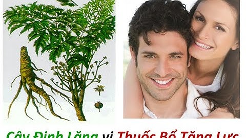 Cây Đinh Lăng vị Thuốc Bổ Tăng Lực [THẢO DƯỢC CHỮA BỆNH]