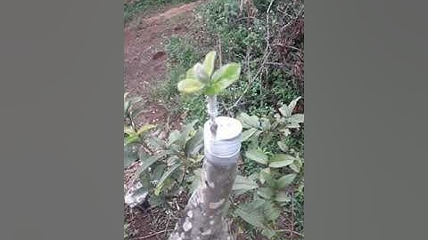 Ghép ổi cải tạo