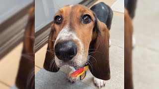 Basset hound. Pros y contras, precio, Cómo elegir, hechos, cuidado, historia