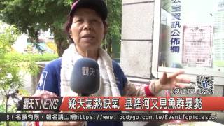 1060731觀天下新聞HD07 汐止區疑天氣熱缺氧 基隆河又見魚群暴斃