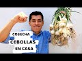 COMO SEMBRAR CEBOLLA EN MACETA || COSECHA ABUNDANTE