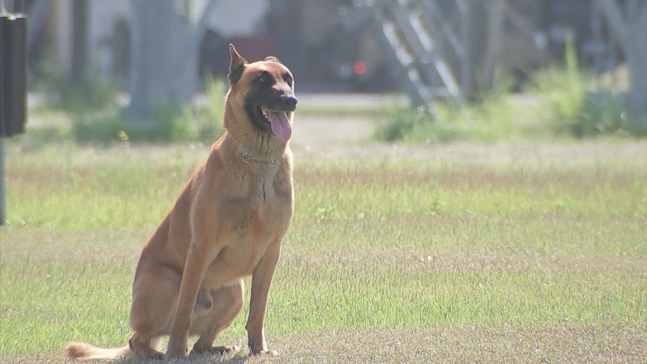 災害現場でも活躍！航空自衛隊の警備犬「ヒエン号」 優れたその能力は？