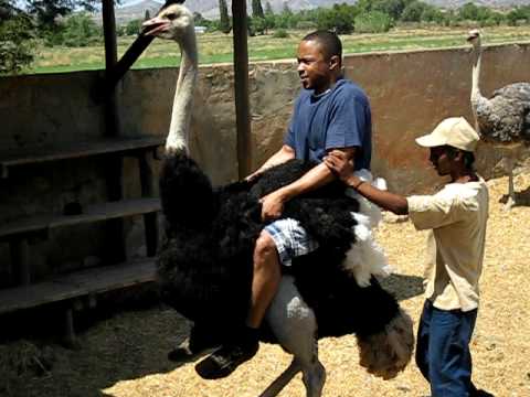 Image result for black man and ostrich