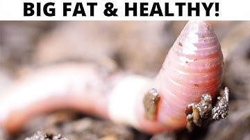 My Winter Compost Worms Love This Position