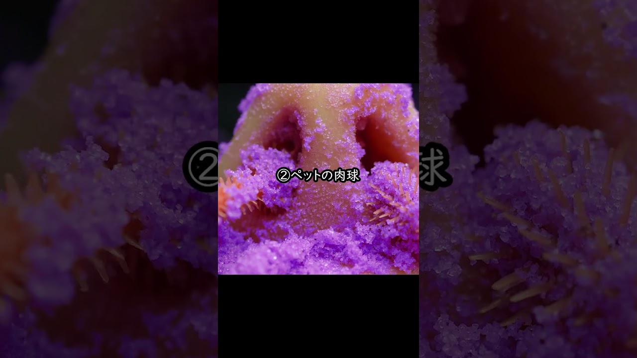 日本人なら嗅ぎたくなる匂い 4選🏆 ASMR