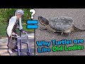 How to Help Turtles Cross the Road! (Old Lady Version)