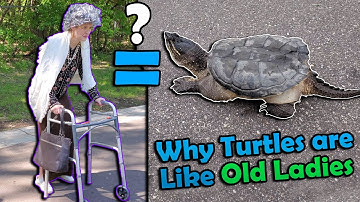How to Help Turtles Cross the Road! (Old Lady Version)