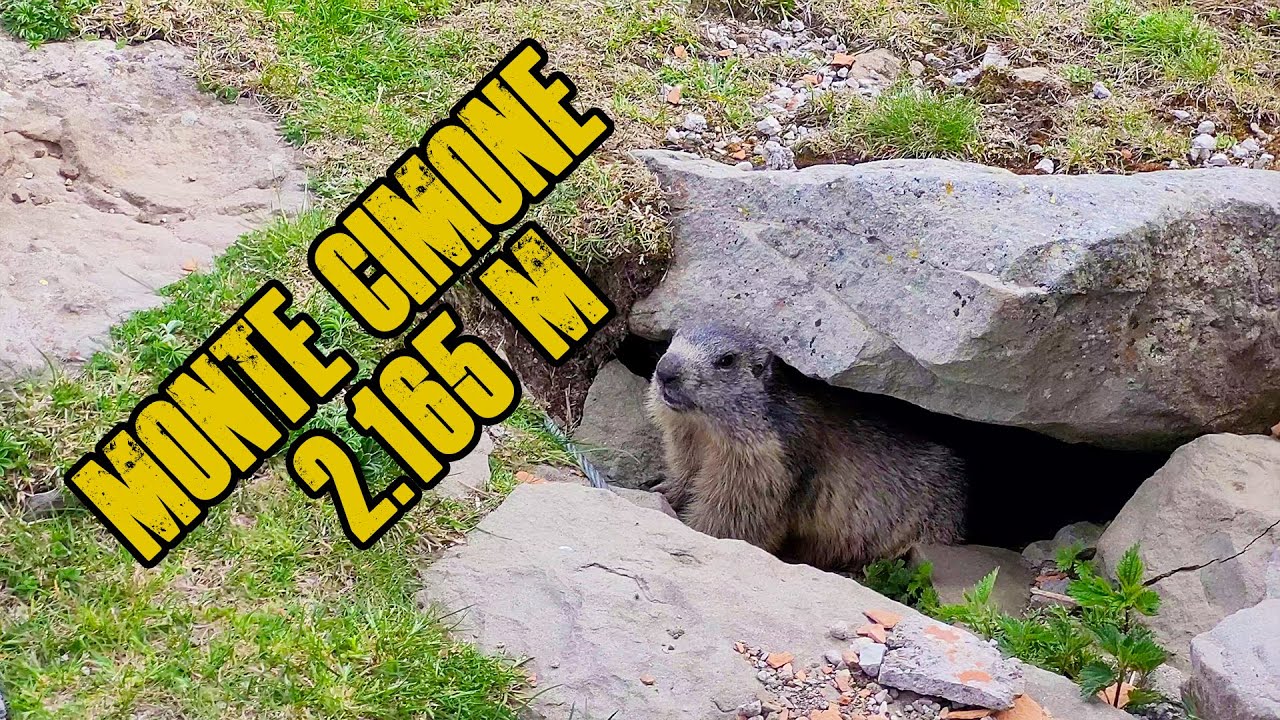 Escursione Dal Lago della Ninfa al Monte Cimone 2.165 m & Marmotte [traccia GPS] 2022