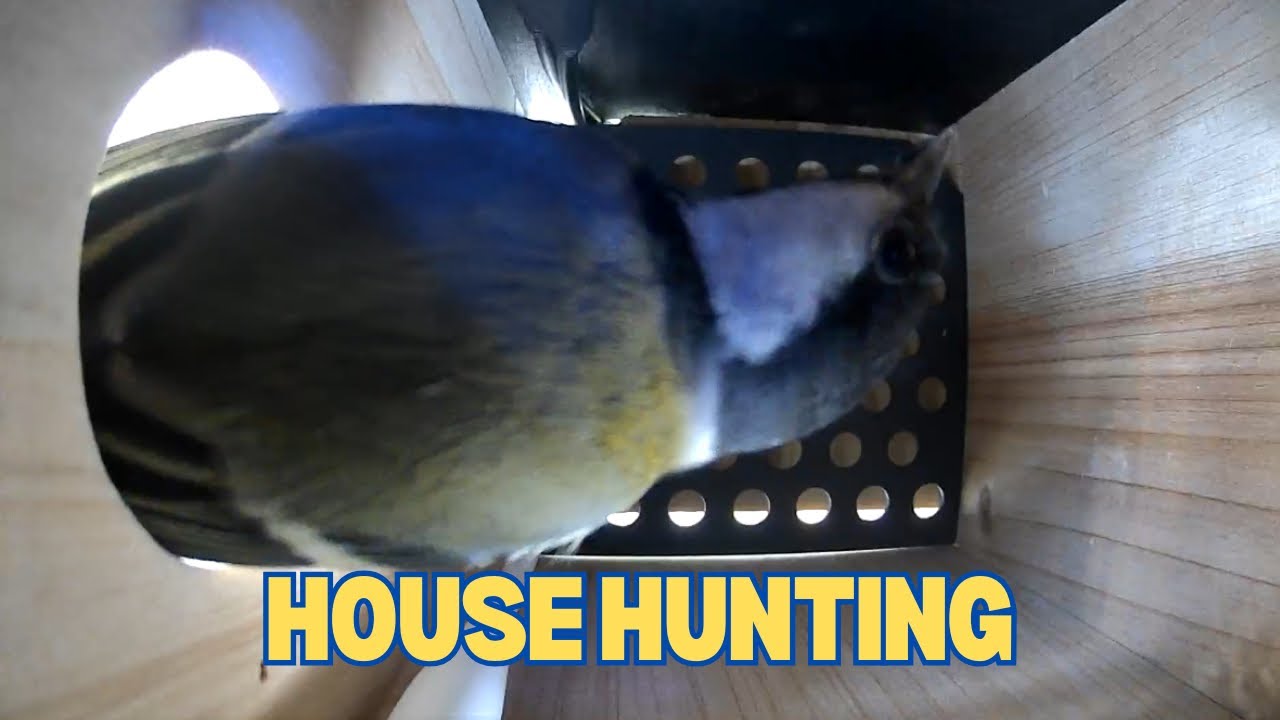 Birds checking out the nest boxes 