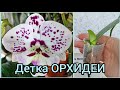 Как вы это делаете?🌿Формирую корни детки #ОРХИДЕИ 🌸 #цветы #растения #фаленопсис #размножение