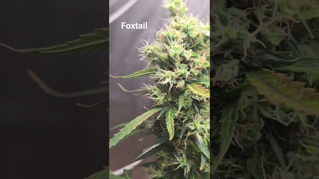 foxtail, in few days icebath   