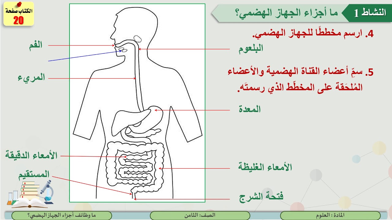 الصف الثامن   العلوم   ما وظائف أجزاء الجهاز الهضمي؟