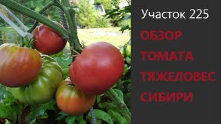 Томат Тяжеловес Сибири. Обзор сорта. Выращивание томата в Сибири.