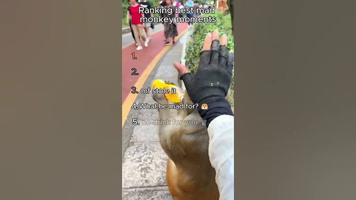 Ranking the Funniest Angry Monkey Moments