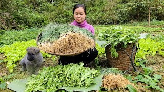 Harvest The Vegetable Garden go market sell | Buy Puppies \& Build a house.