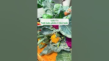 4 Loại "Thần Dược" Tự Nhiên Cho Cây Trồng - Cây Khỏe, Hoa Đẹp!