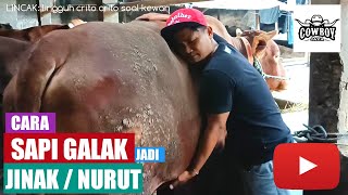 CARA SAPI GALAK jadi JINAK / NURUT. di peluk diam. peternak pemula.