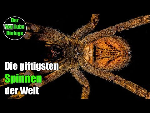 Video: Pfauenspinne - einer der ungewöhnlichsten Vertreter der Spinnentiere