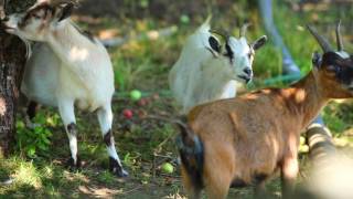 Le quartier de Benoit Girard: L’Île-Bizard–Sainte-Geneviève