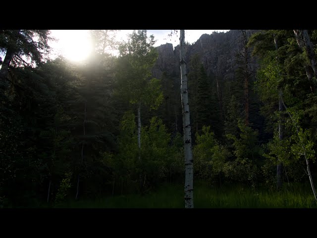 alone in the woods