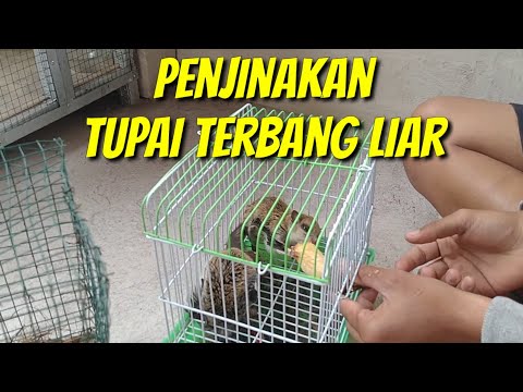 MENJINAKKAN TUPAI TERBANG DALAM 1 MINGGU