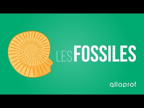 Vidéo: Quels indices les fossiles fournissent-ils ?