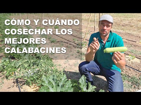 Video: Recolección de plantas de calabacín: aprenda cómo y cuándo cosechar calabazas de calabacín