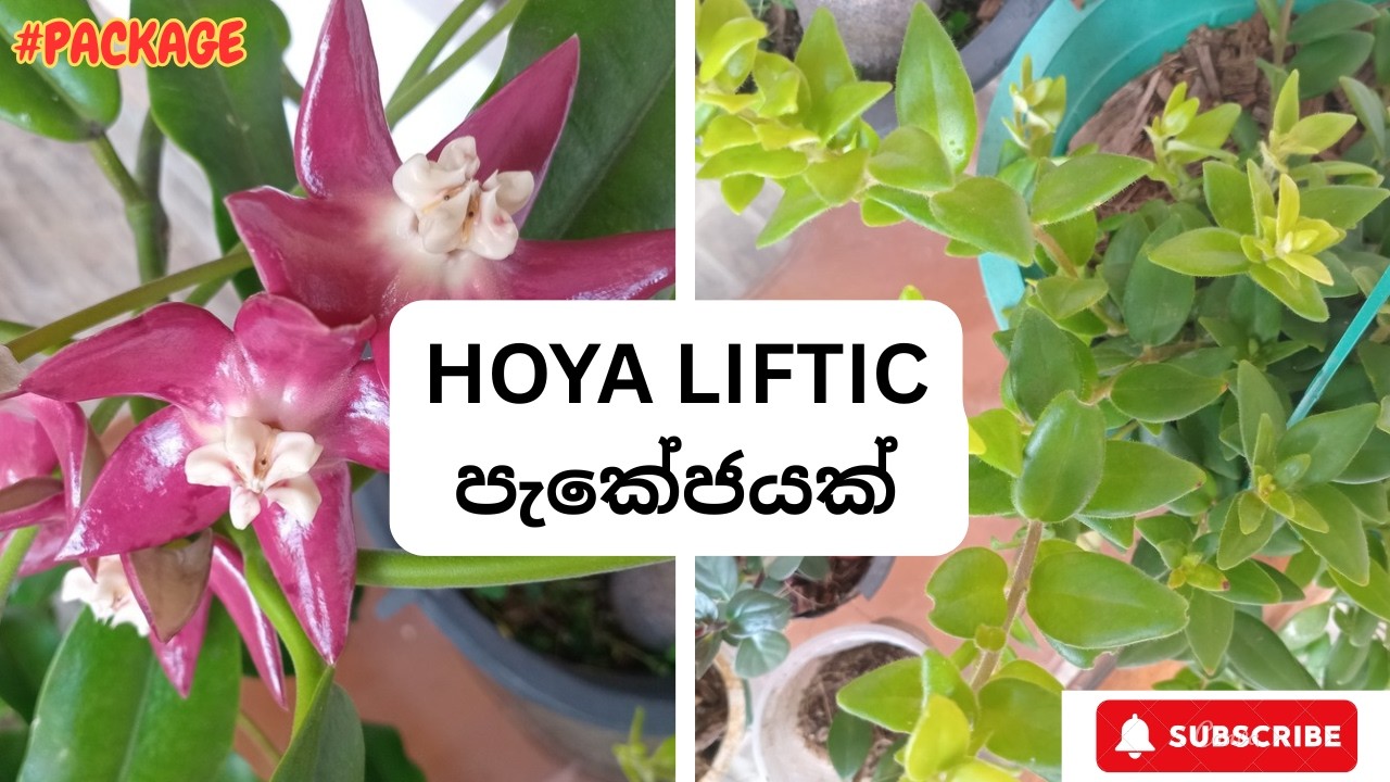 Hoya Liftic Package - ඉක්මන් කරන්න | රුපියල් 1500යි - 0776752069