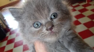 soo sweet grey kitten #heartmelt #shorts#subscribe #viral #cat #persiancat #cute