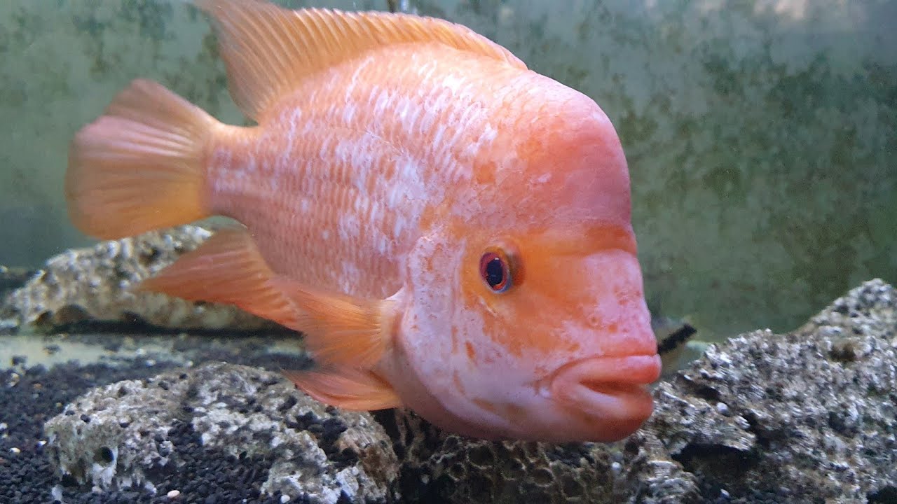 Red Devil tank mate's RedDevilAquariums YouTube