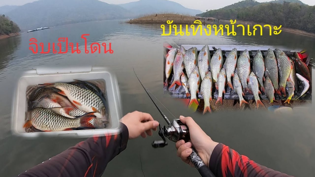 EP.98 ปลากระสูบเดือด กัดยับไซส์ตึงๆ เขื่อนแม่งัด