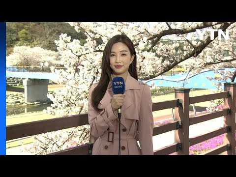 [날씨] 따뜻한 날씨에 벚꽃 만개...건조특보 확대·강화 / YTN