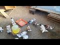 Бакинские широкохвостые голуби на продажу