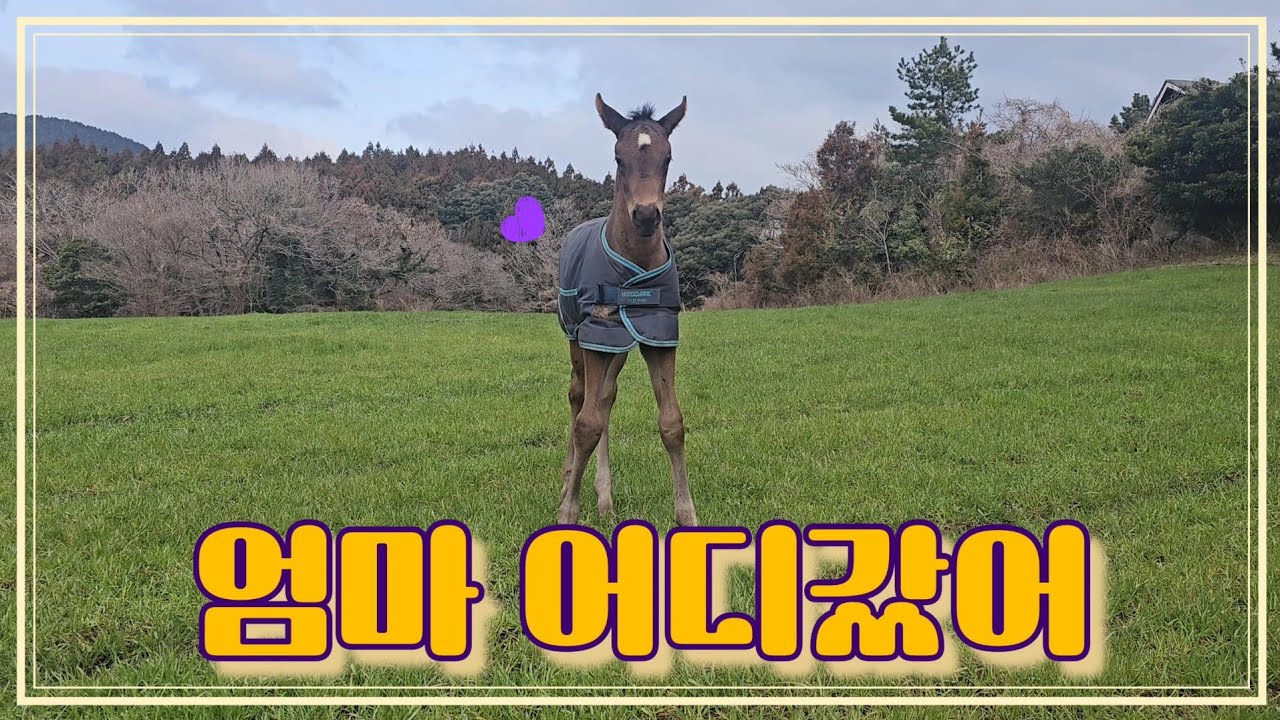 망아지의 성장💜 태어난지 한 달. 무리 생활 중 위기에 처하다