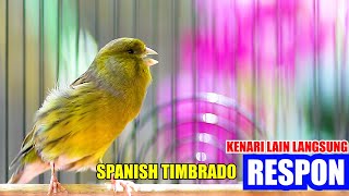 KENARI SPANISH TIMBRADO GACOR, KENARI LAIN PASTI LANGSUNG RESPON