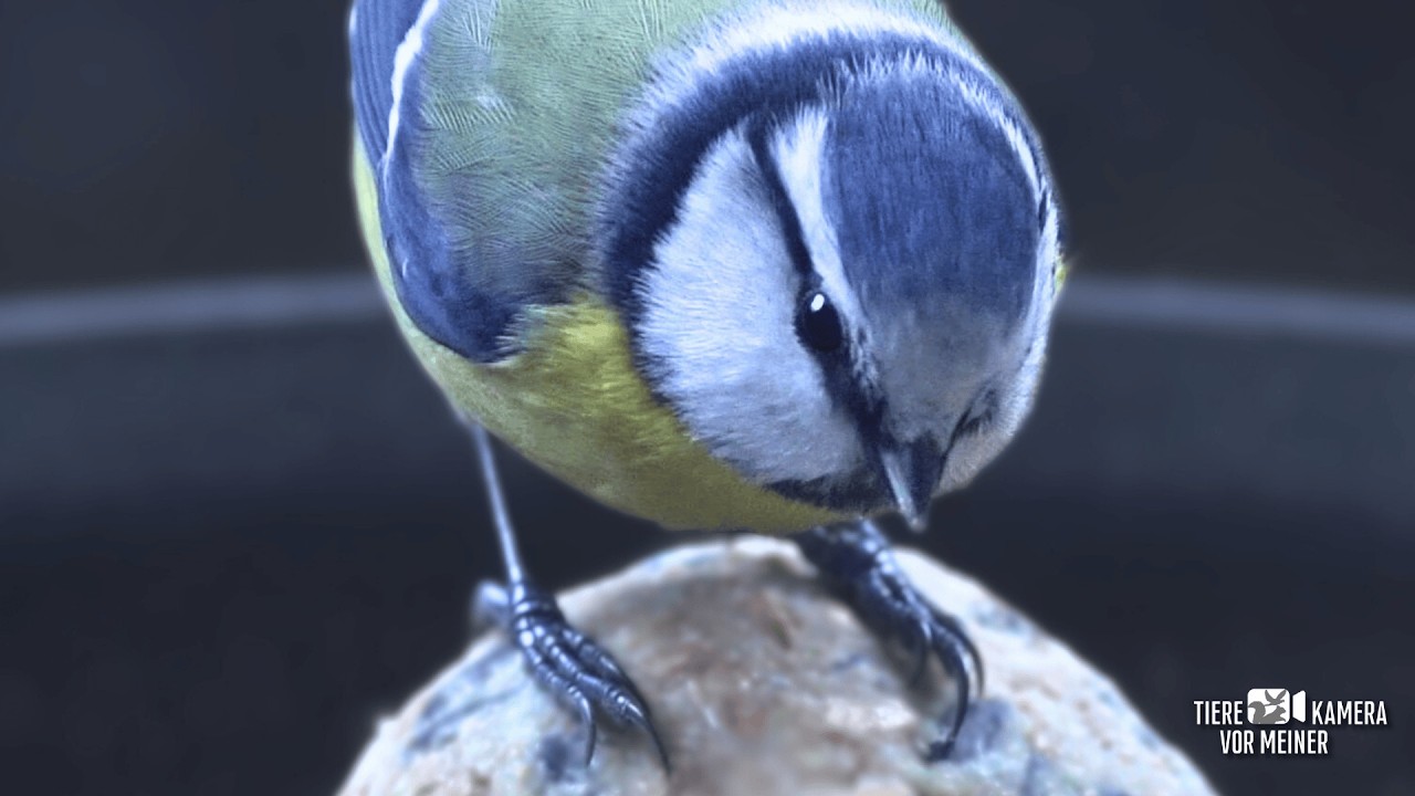 Ich änderte nur eine Sache – diese Blaumeise reagierte sofort
