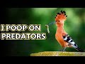 Hoopoe facts: birds with stinkin' great accuracy | Animal Fact Files