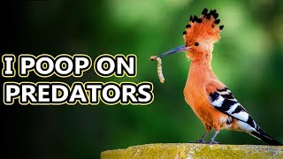 Hoopoe facts: birds with stinkin' great accuracy | Animal Fact Files