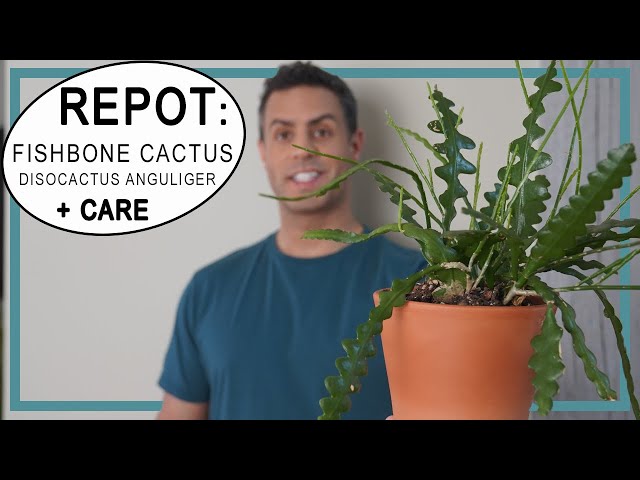 Fishbone Cactus Repot! Adding Propagations To Make 1 Large Plant! + Fishbone  Cactus Care Tips Too! - YouTube