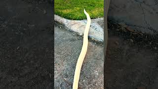 BURMESE Python #reptiles #burmesepythons